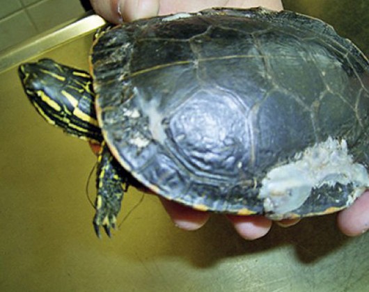 Kundenbild groß 9 Gruber Anita Dr.med.vet. prakt. Tierärztin