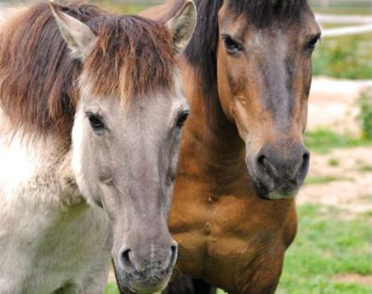 Kundenbild groß 1 Tierschutzzentrum Weidefeld