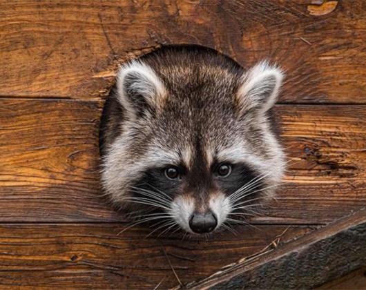 Kundenbild klein 10 Tierschutzzentrum Weidefeld