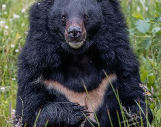 Kundenbild klein 2 Tierschutzzentrum Weidefeld
