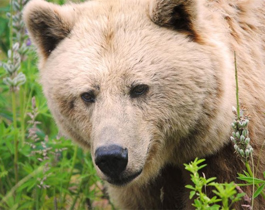 Kundenbild klein 3 Tierschutzzentrum Weidefeld
