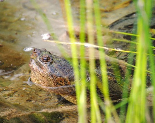 Kundenbild groß 4 Tierschutzzentrum Weidefeld