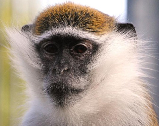 Kundenbild klein 5 Tierschutzzentrum Weidefeld