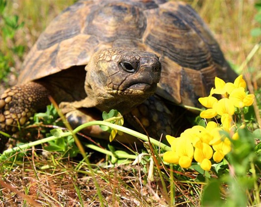 Kundenbild klein 7 Tierschutzzentrum Weidefeld