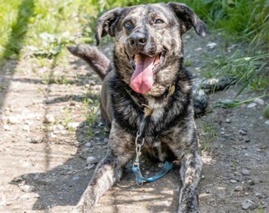 Kundenbild klein 8 Tierschutzzentrum Weidefeld