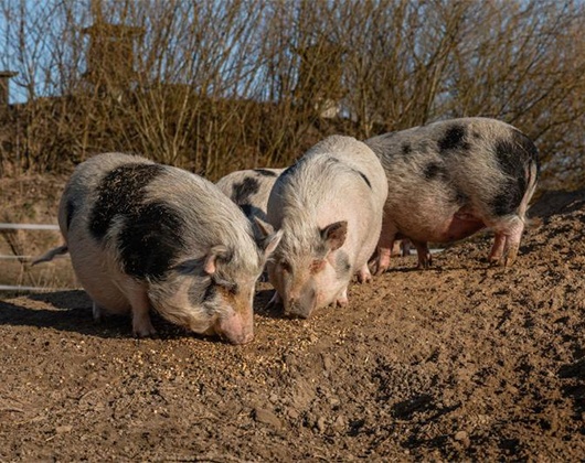 Kundenbild groß 9 Tierschutzzentrum Weidefeld