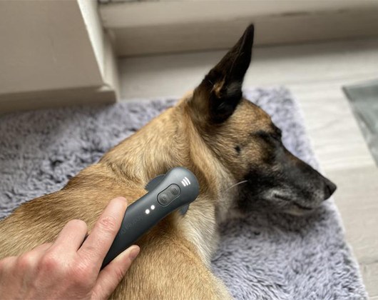 Kundenbild klein 2 Mobile Tierphysiotherapie & Osteopathie für Hunde Tierphysiotherapie