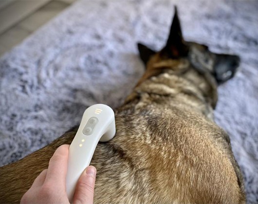 Kundenbild klein 3 Mobile Tierphysiotherapie & Osteopathie für Hunde Tierphysiotherapie