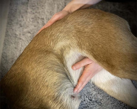 Kundenbild klein 4 Mobile Tierphysiotherapie & Osteopathie für Hunde Tierphysiotherapie