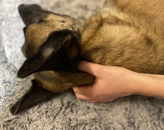 Kundenbild klein 5 Mobile Tierphysiotherapie & Osteopathie für Hunde Tierphysiotherapie