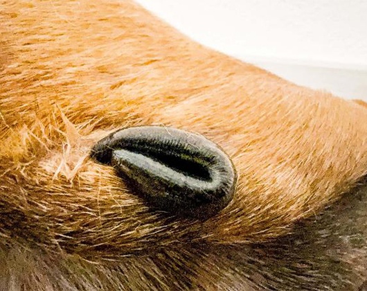 Kundenbild klein 6 Mobile Tierphysiotherapie & Osteopathie für Hunde Tierphysiotherapie