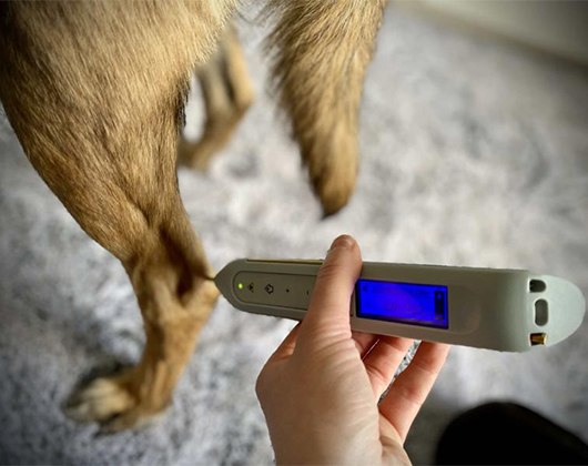 Kundenbild klein 7 Mobile Tierphysiotherapie & Osteopathie für Hunde Tierphysiotherapie
