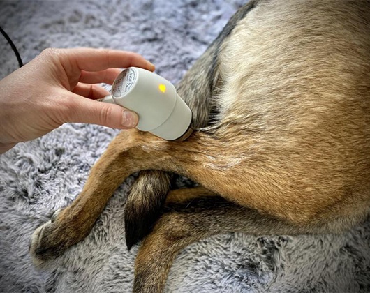 Kundenbild klein 8 Mobile Tierphysiotherapie & Osteopathie für Hunde Tierphysiotherapie