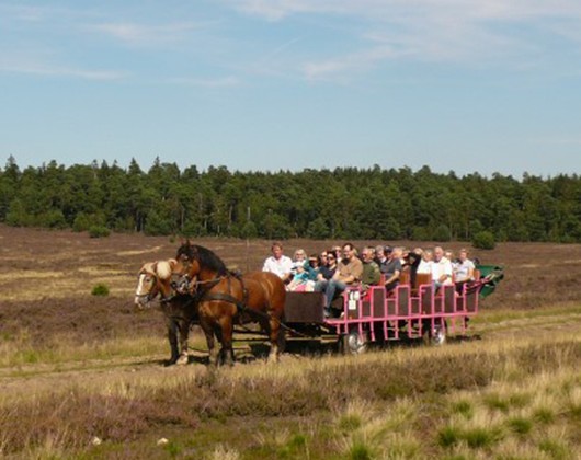 Kundenbild groß 1 Hillmers Kutschfahrten