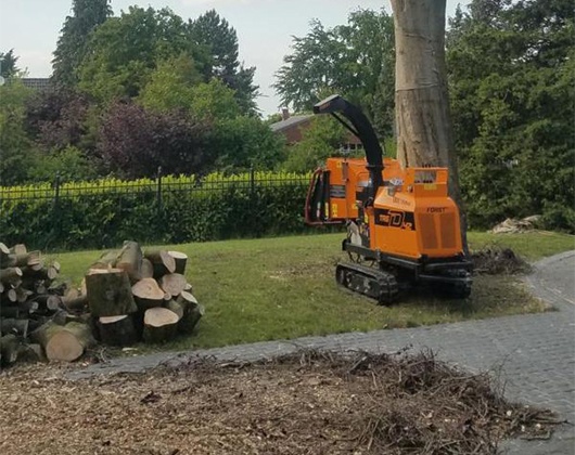 Kundenbild groß 1 Doktor Astrein Baumpflege