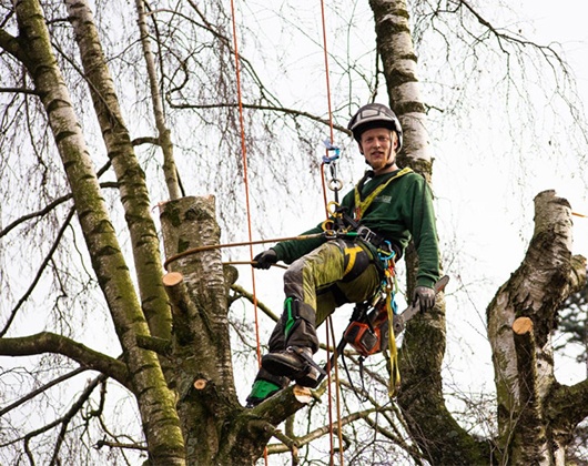 Kundenbild klein 2 Doktor Astrein Baumpflege