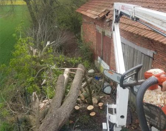 Kundenbild groß 3 Doktor Astrein Baumpflege
