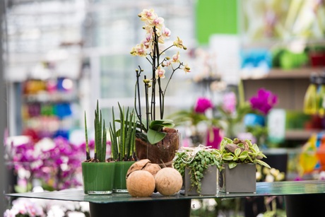Kundenbild groß 7 Buchwald grün erleben Pflanzencenter Gartenmarkt