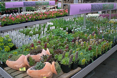 Kundenbild groß 8 Buchwald grün erleben Pflanzencenter Gartenmarkt