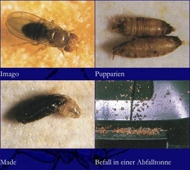 Kundenbild groß 1 Alternative Schädlingsbekämpfung Olaf Sieberns