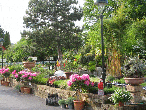 Kundenbild groß 1 Bad Homburger Baumschulen C. & L. Peselmann