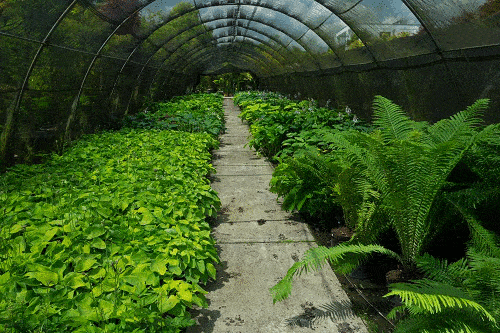 Kundenbild groß 5 Bad Homburger Baumschulen C. & L. Peselmann