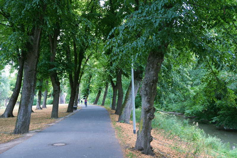 Kundenbild groß 1 Baumwelt Wagner GmbH & Co. KG Baumpflege