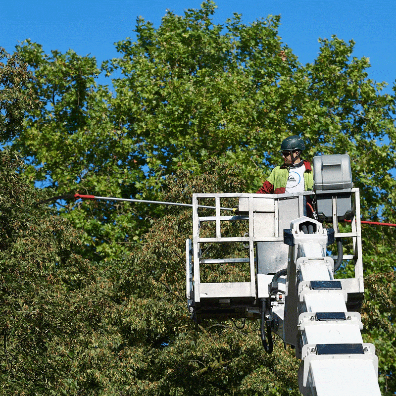 Kundenbild groß 2 Baumwelt Wagner GmbH & Co. KG Baumpflege