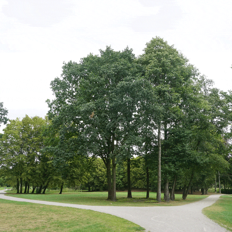 Kundenfoto 4 Baumwelt Wagner GmbH & Co. KG Baumpflege