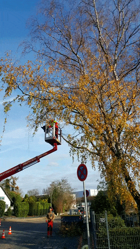 Kundenbild groß 12 Baumdienst Ruhr - Mirsch & Partner