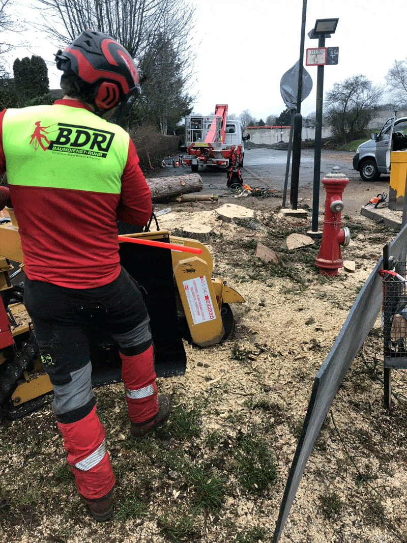 Kundenbild groß 15 Baumdienst Ruhr - Mirsch & Partner