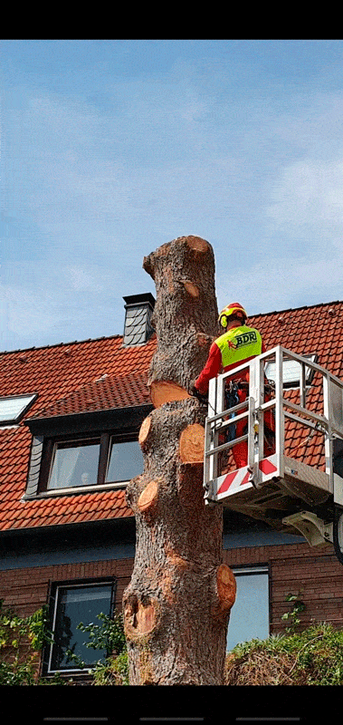 Kundenbild groß 3 Baumdienst Ruhr - Mirsch & Partner