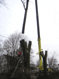 Kundenbild klein 6 M. Alterauge Forstservice