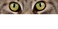 Kundenlogo Fotolabor Cool Cats