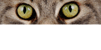 Kundenlogo von Fotolabor Cool Cats Kundenlogo von Fotolabor Cool Cats