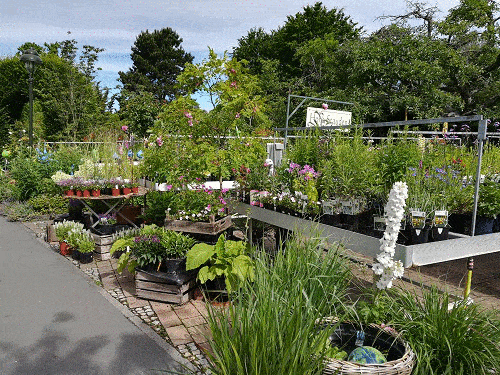 Kundenbild groß 10 Bad Homburger Baumschulen Familie Peselmann