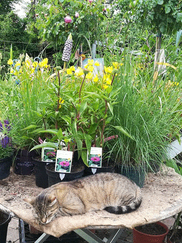 Kundenbild groß 11 Bad Homburger Baumschulen Familie Peselmann