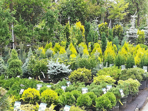 Kundenbild groß 12 Bad Homburger Baumschulen Familie Peselmann