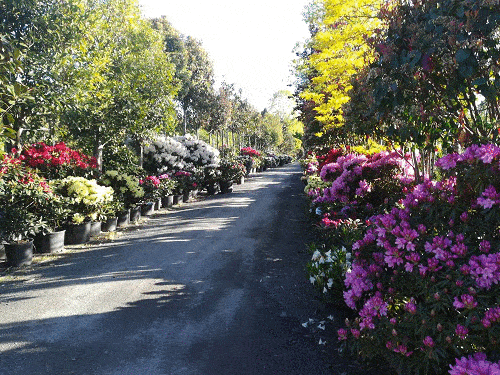 Kundenbild groß 7 Bad Homburger Baumschulen Familie Peselmann