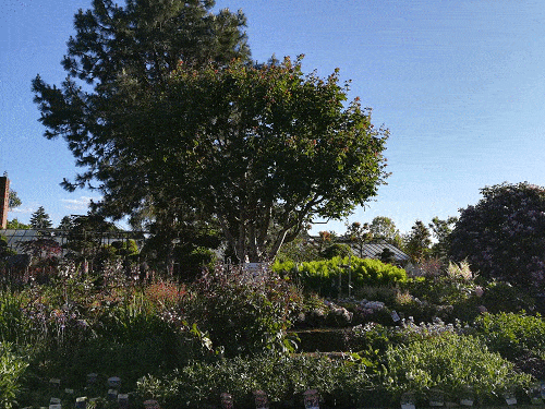 Kundenbild groß 9 Bad Homburger Baumschulen Familie Peselmann