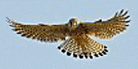 Kundenlogo Falkenhof Großer Feldberg