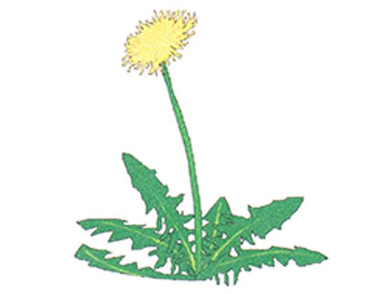 Kundenbild groß 1 Butterblume Inh. Olaf Groth Gärtnerei