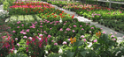 Kundenbild groß 9 Schlieker Blumenhaus