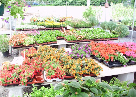 Kundenfoto 5 Blumen Barrey Gartenbau, Geschenkartikel