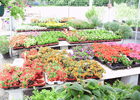 Kundenbild groß 5 Blumen Barrey Gartenbau, Geschenkartikel