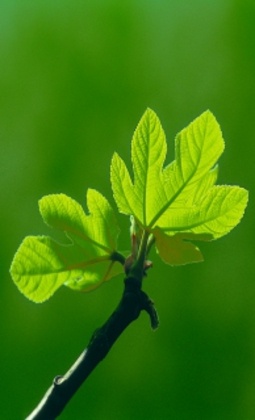 Kundenfoto 6 Bestattungen Winkelsett Bestattungen