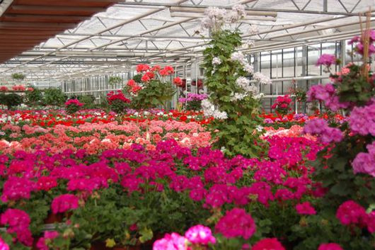 Kundenfoto 2 Blumen Liede