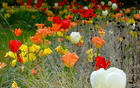 Kundenbild groß 6 Planten und Plaastern Garten- und Landschaftsbau