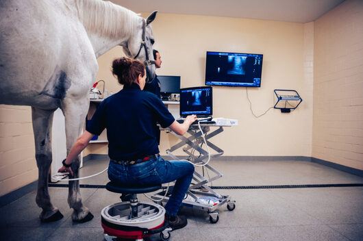 Kundenfoto 2 Tierklinik Telgte Fachklinik für Pferde