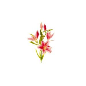 Bild von